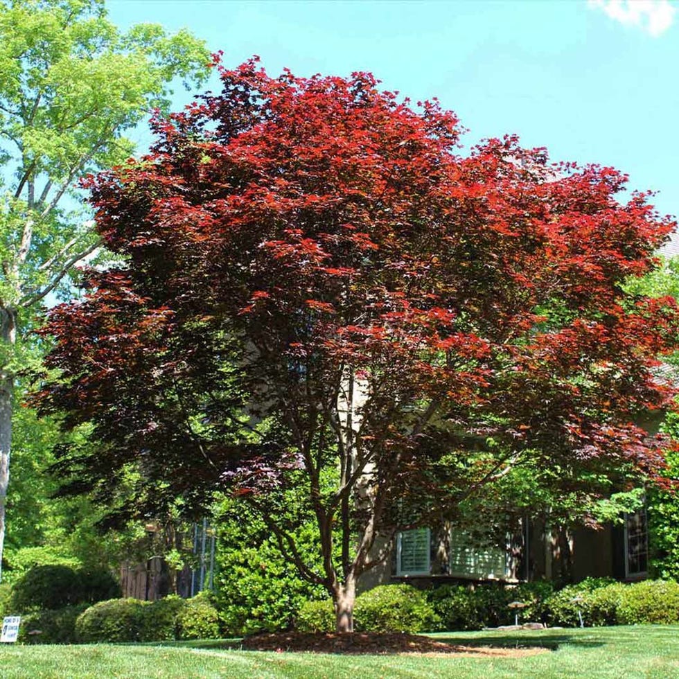 <strong>Emperor Japanese Maple Tree</strong>