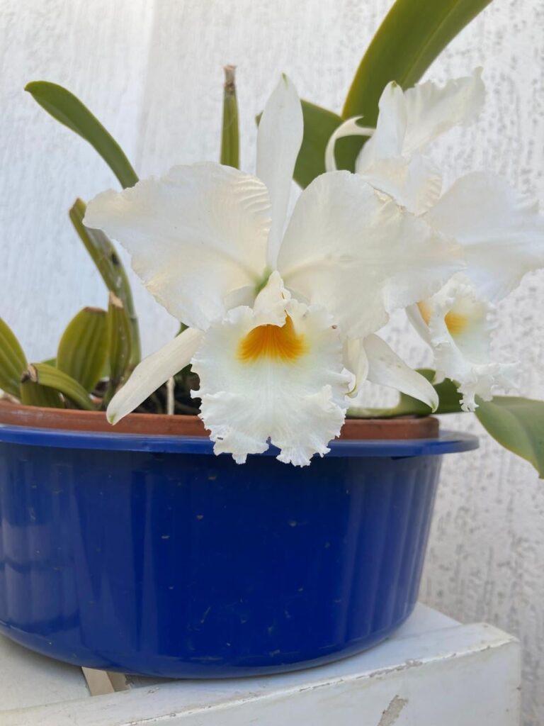 Cattleya labiata