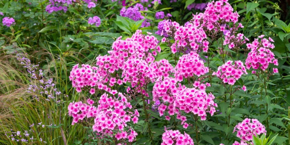 30 Best Perennial Flowers and Plants That Bloom Every Year 30 Best Perennial Flowers and Plants That Bloom Every Year