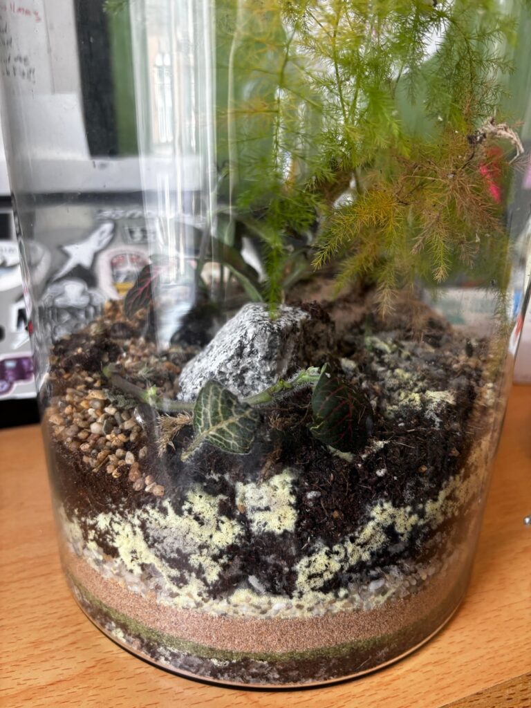 Help! My terrarium is being overtaken by mold Help! My terrarium is being overtaken by mold