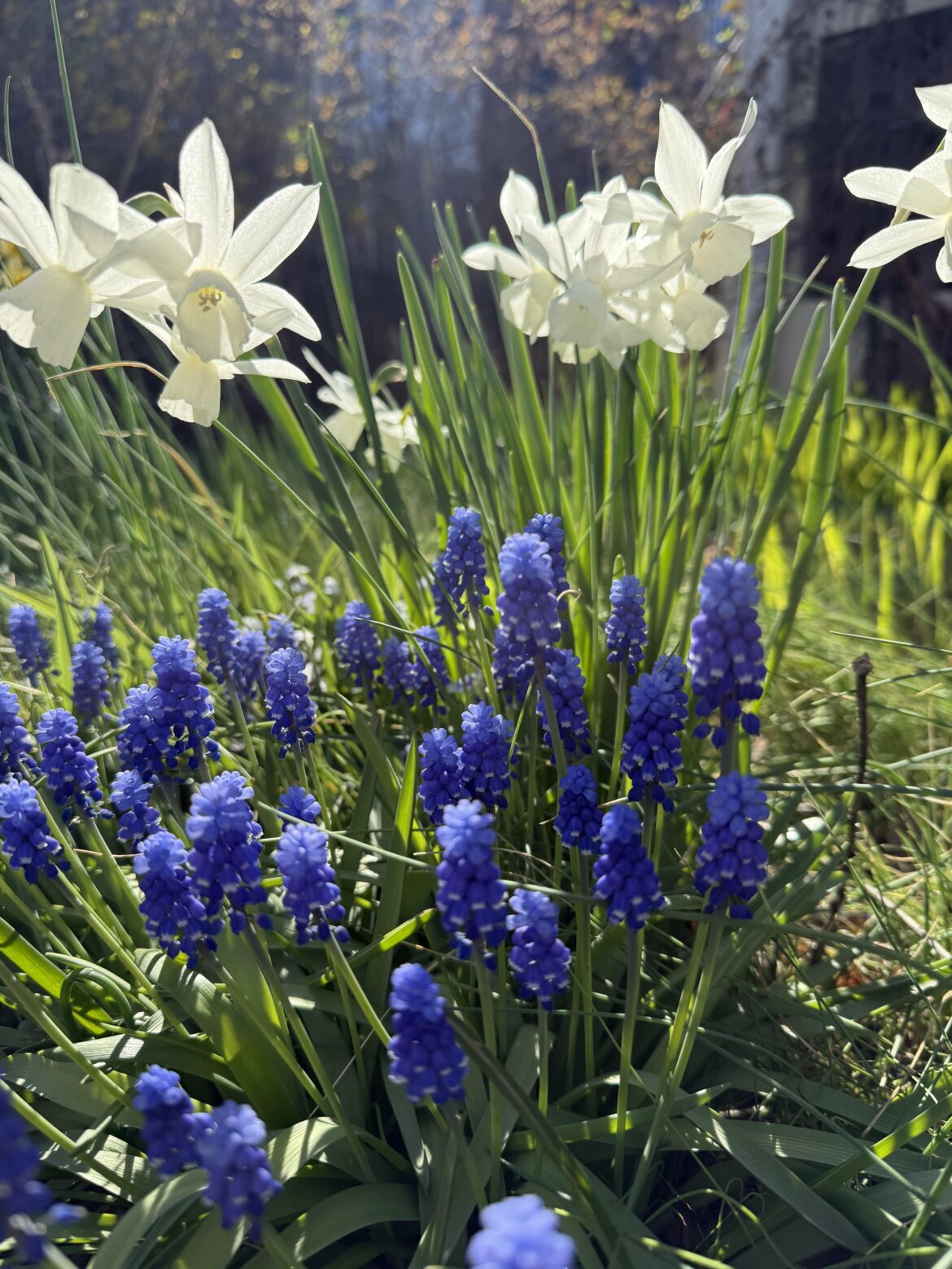 Grape Hyacinths and daffodils [OC]