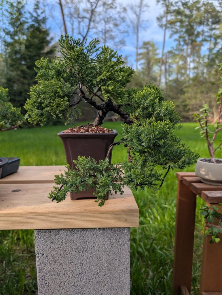 One of my favorite transformations amongst my juniper pre-bonsai.