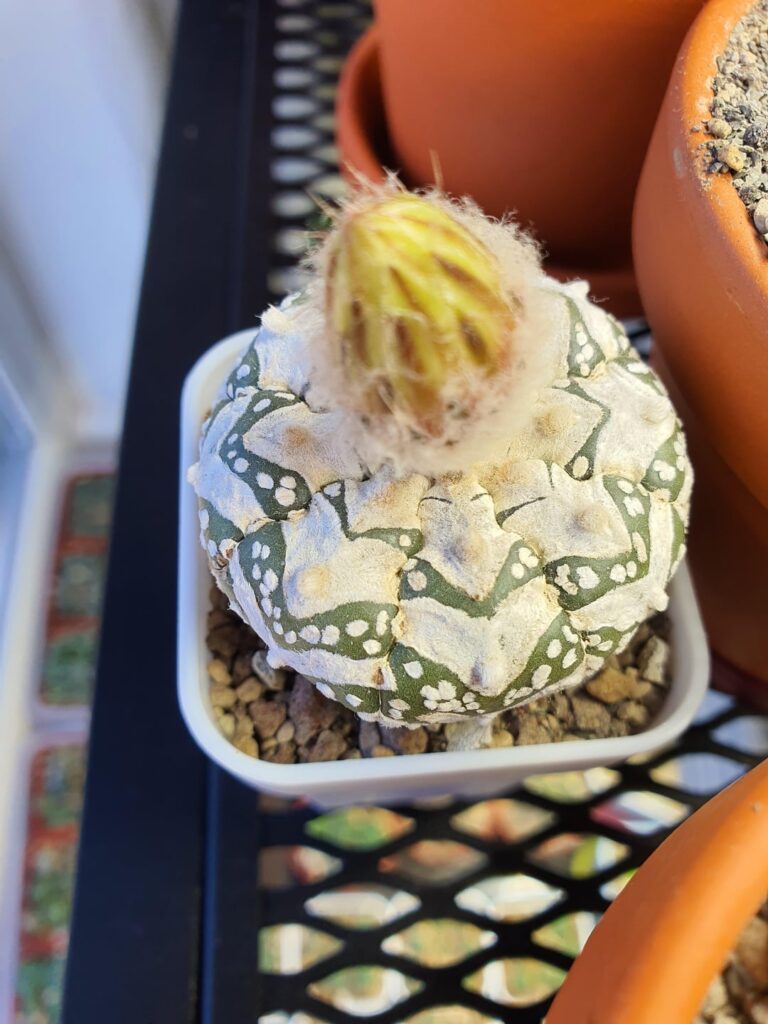 My most precious astrophytum asterias is about to bloom. How to preserve it's pollen?