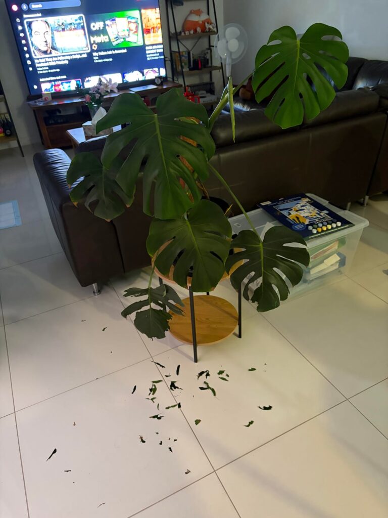 a tragedy has struck…