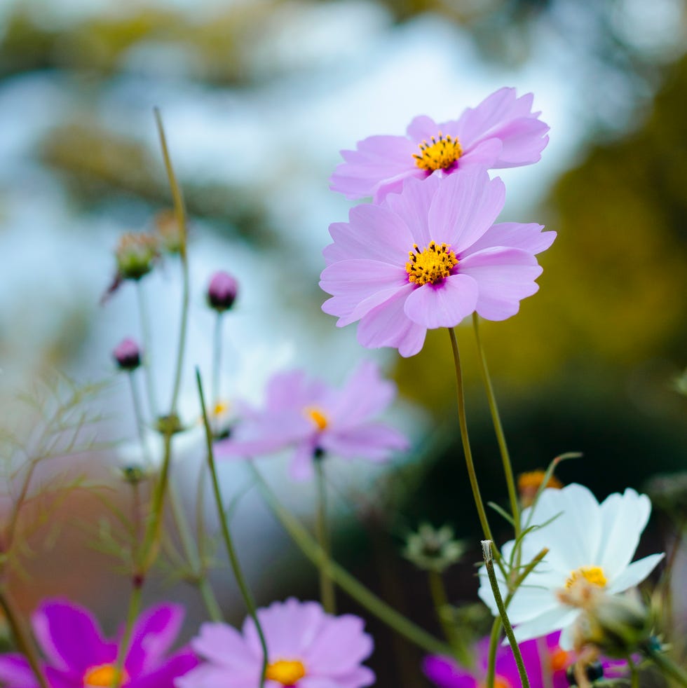 Colorful flowers with pink and white petals colorful flowers with pink and white petals