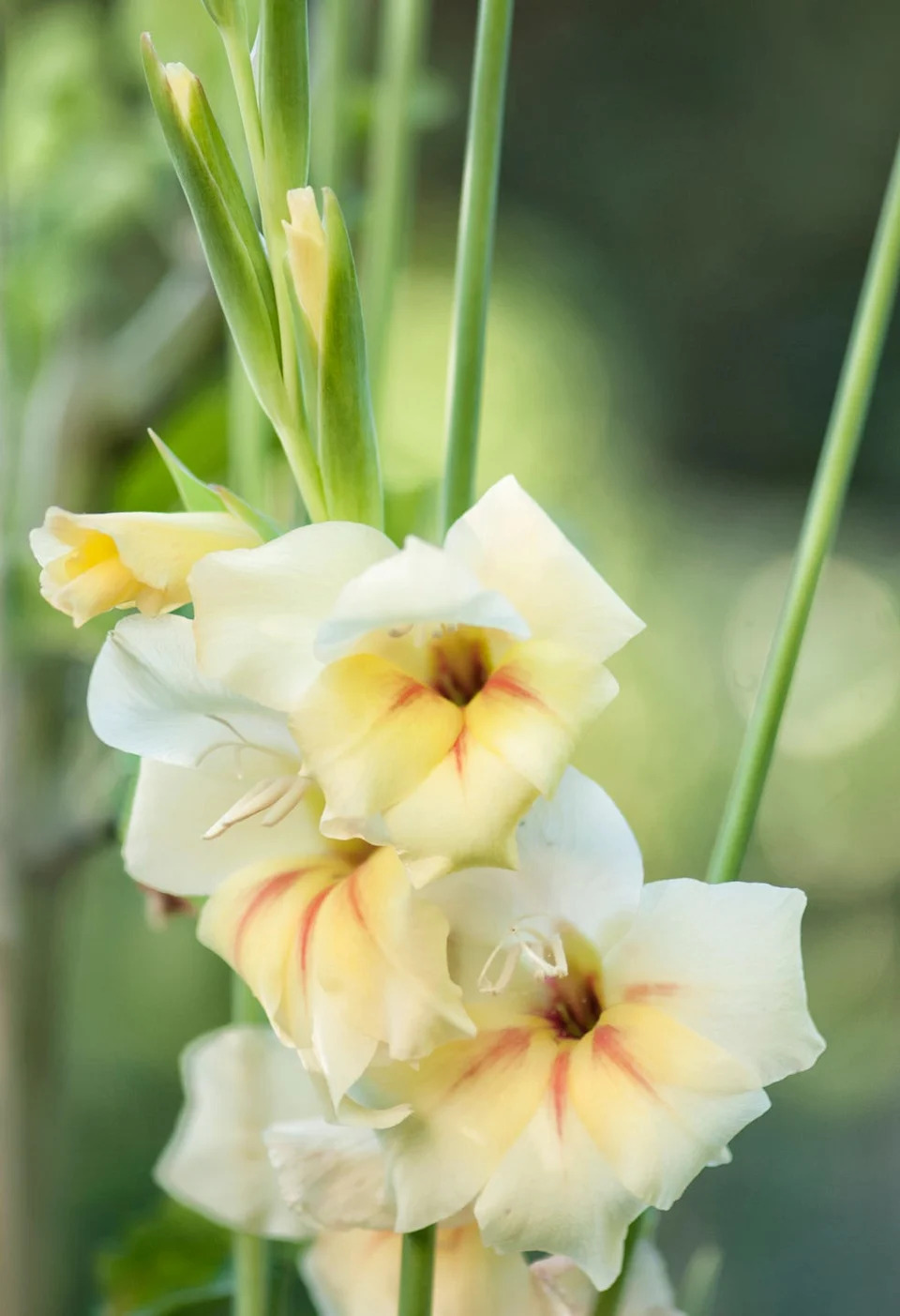 summer flowers, gladiolus inflorescence in full bloom summer in the garden