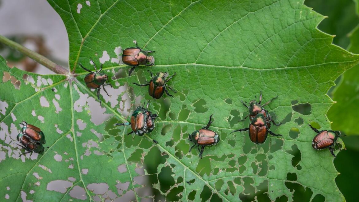 This Gorgeous Flower Is Inviting Japanese Beetles Right To Your Garden