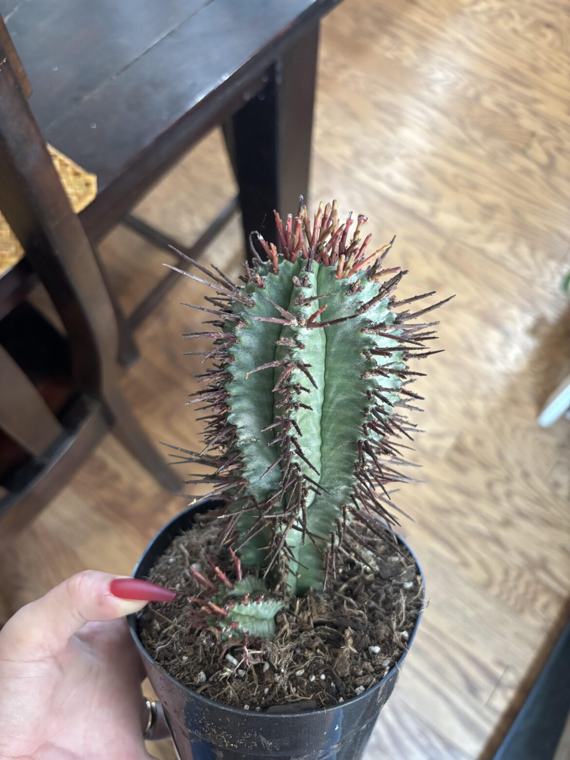 Can someone tell me what kind of cactus this is?