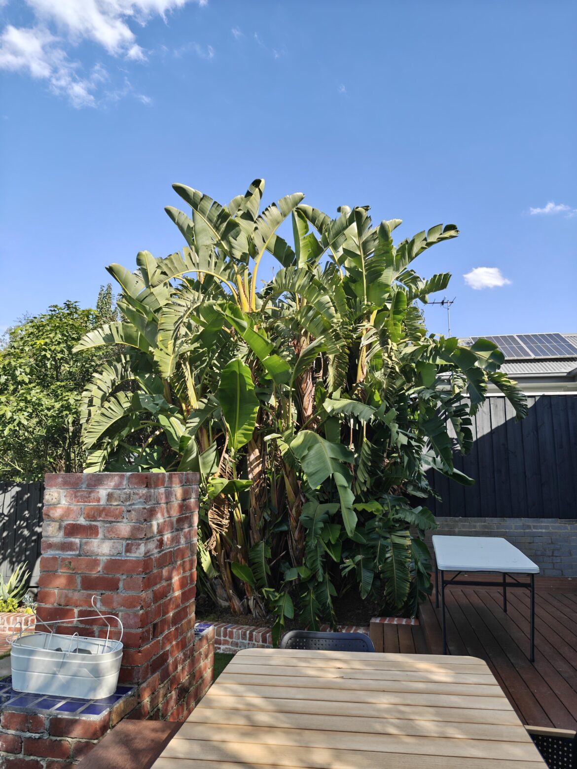 Plant identification help Plant identification help