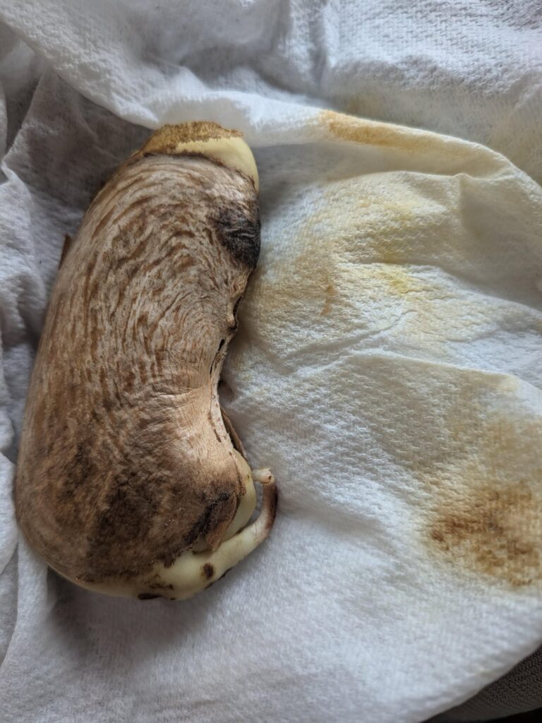 Mango seed