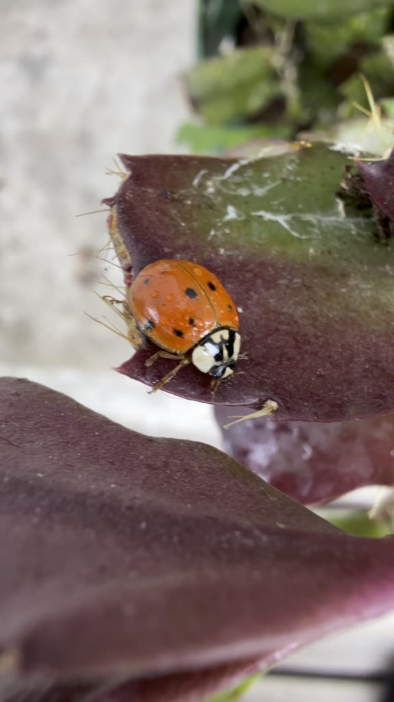 Is this little one friend or foe? Is this little one friend or foe?