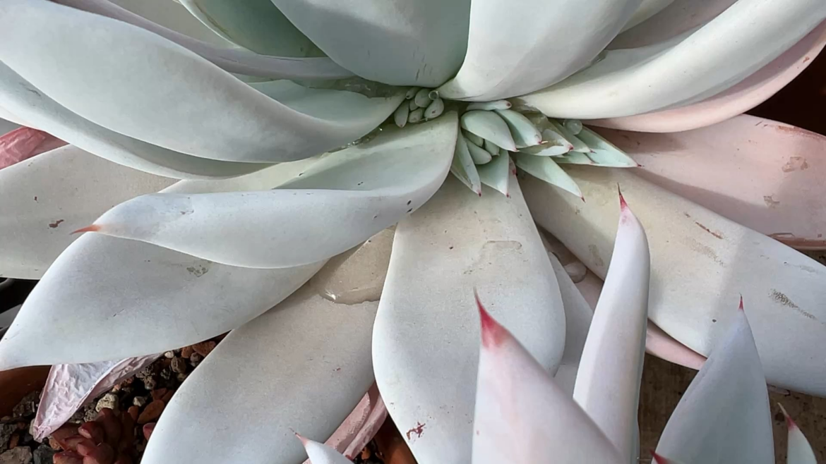 Love seeing my Echeveria colorata 'Mexican Giant' propagating themselves!
