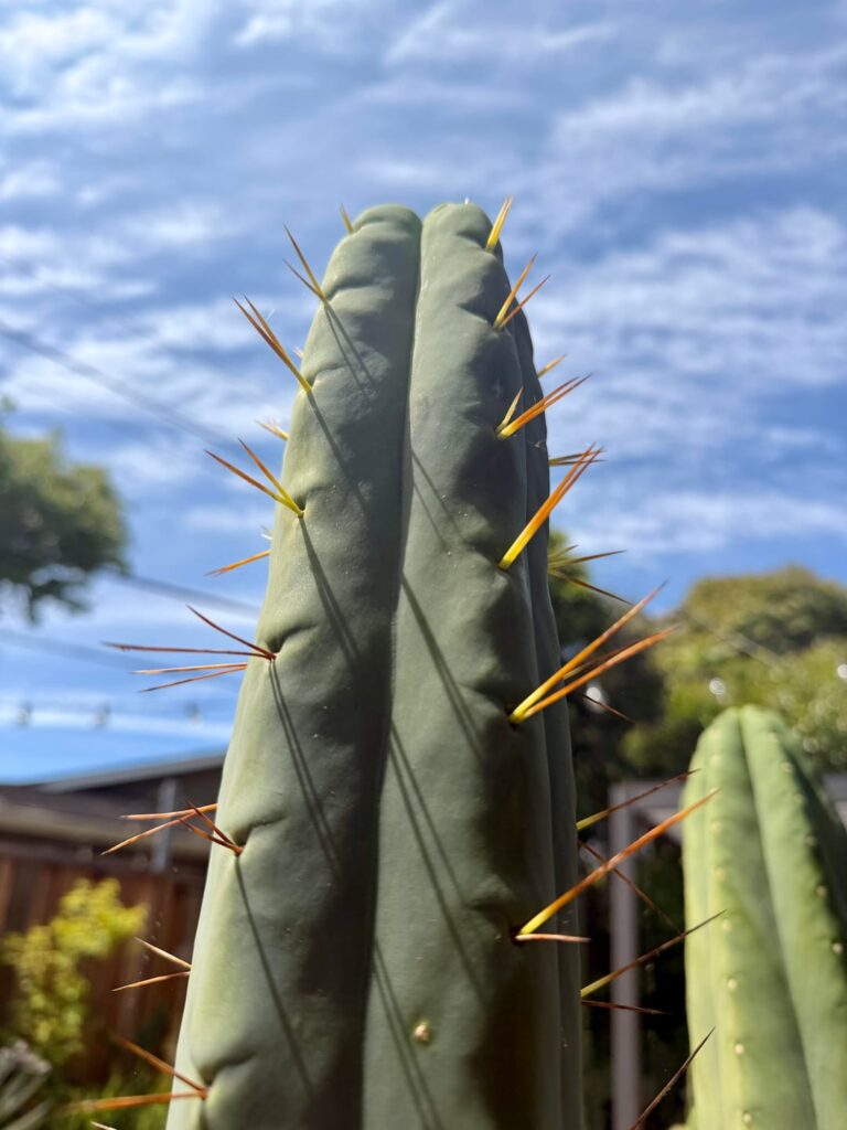 Golden spines