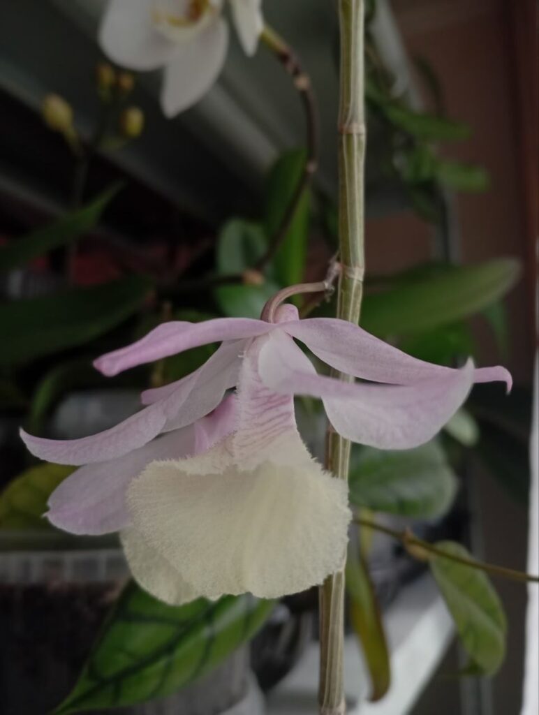 The first bloom of my Dendrobium aphyllum (pierardii)