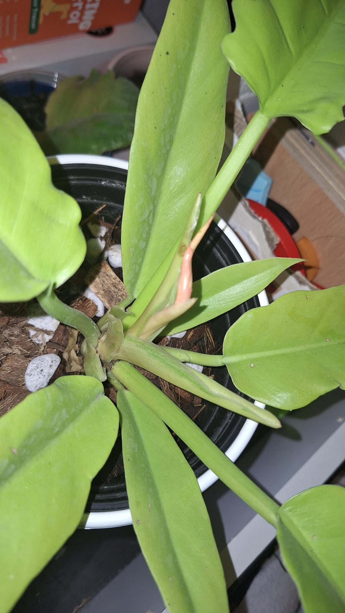 bought as a clearance rescue