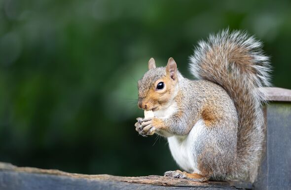Eastern grey squirrel eating nut on a wooden garden fence