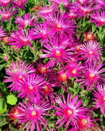 pink delosperma flower pink delosperma flower