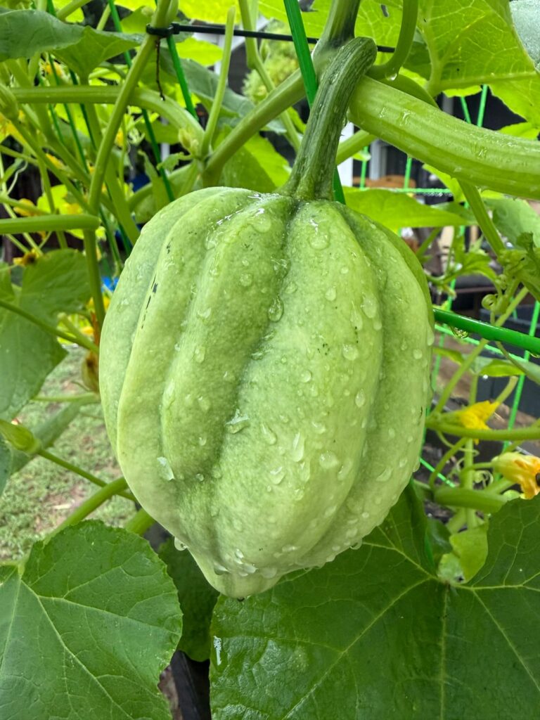How to know when they are ready?