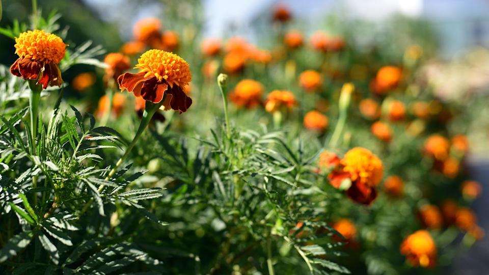 beautiful flower of marigold in the garden.