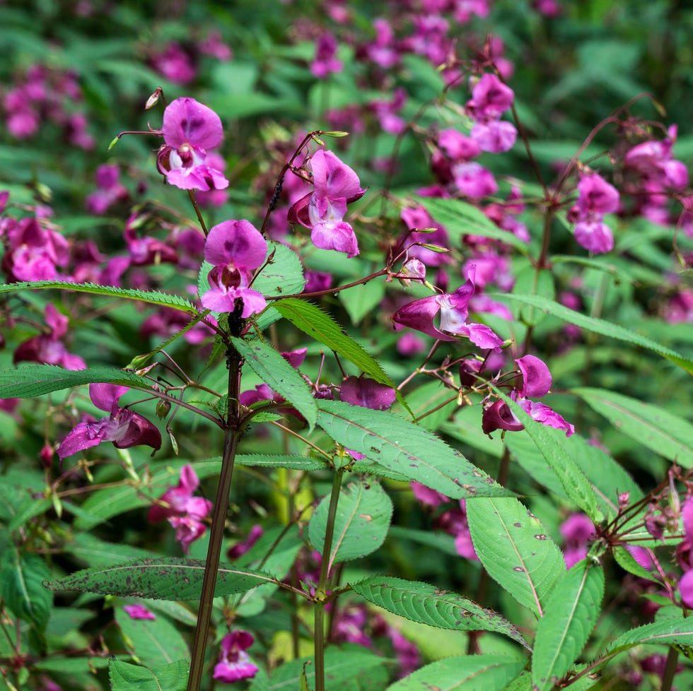 touch me not (impatiens balsamina)