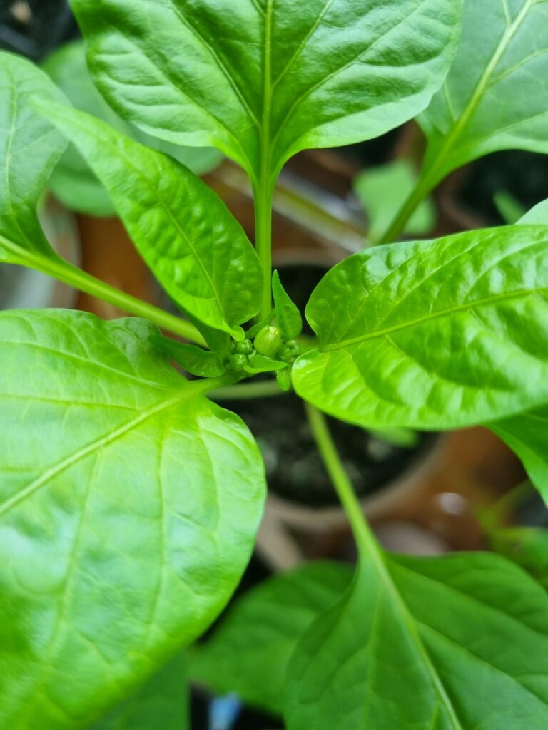 My pepper plants (and tomatoes not pictured) are starting to form flower buds but can't be planted outside just yet. What to do with them?