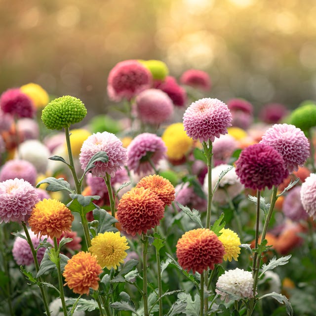 Fresh chrysanthemum flower is it okay to pick someone elses flowers- Fresh chrysanthemum flower
