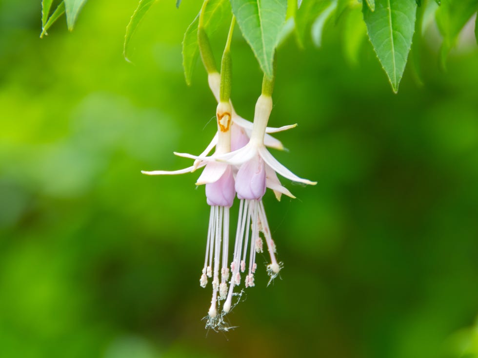 Fuchsia ‘Hawkshead’ magenta and purple flowers in bright sunlight on a green and beige bokeh background in springtime.