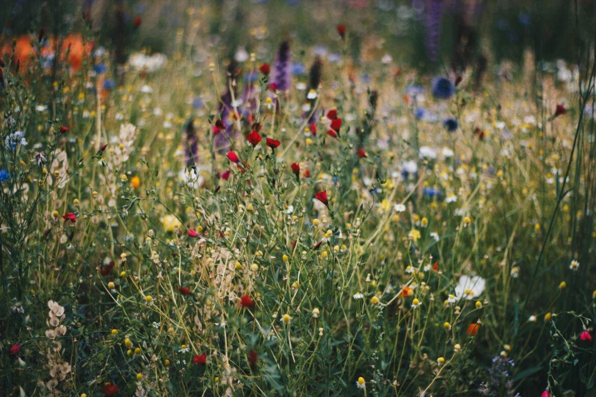 Bolton Garden Centre’s top tips for gardeners this spring Bolton Garden Centre's top tips for gardeners this spring