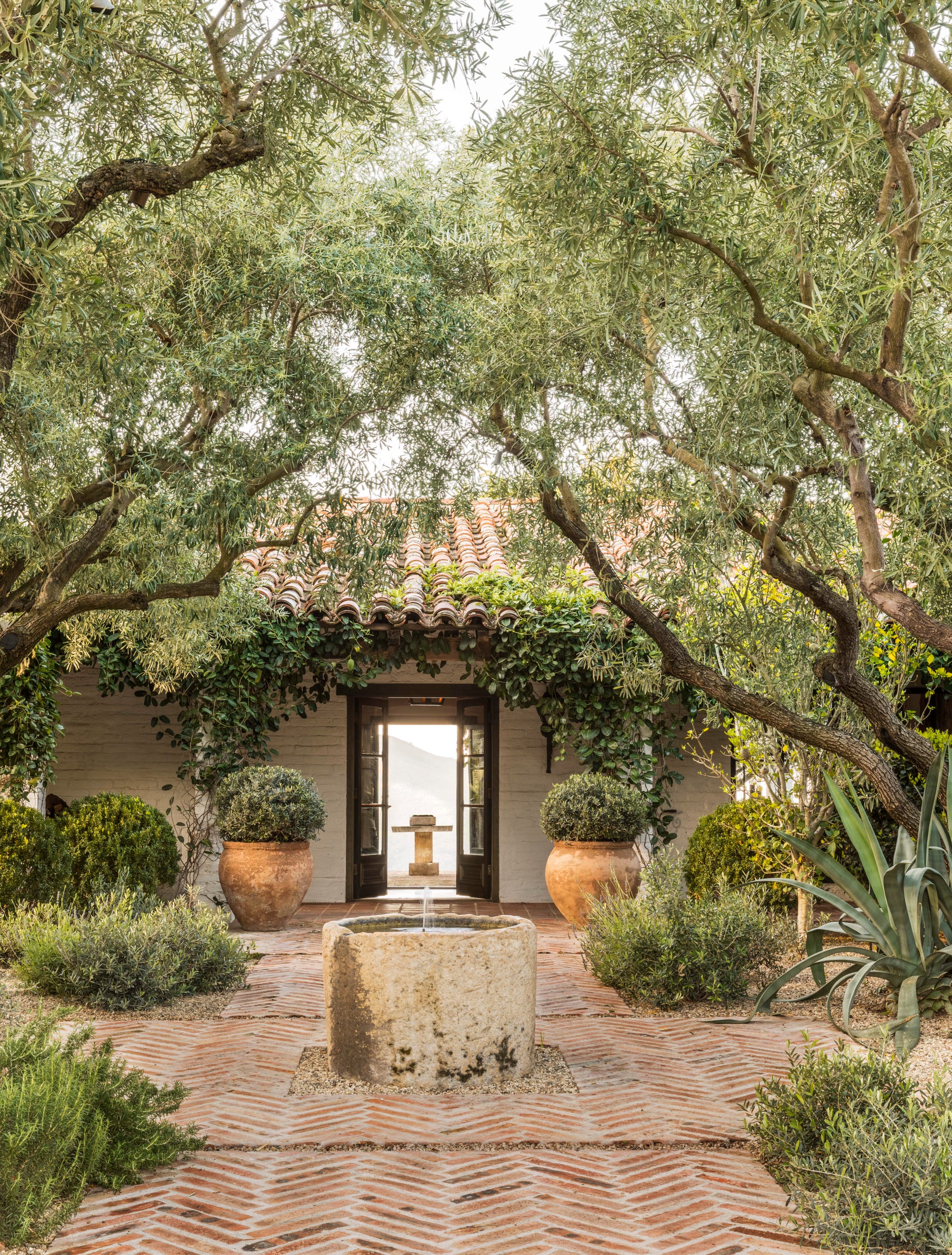 home of glasscock's in ventura ca, gardens design by scott shrader with 65 year old reclaimed olive trees, agave, cyprus oak, pine trees,calicoa, madagascar gardenia, french lavender, ficus rubiginosa, stephanotis, and double white detura