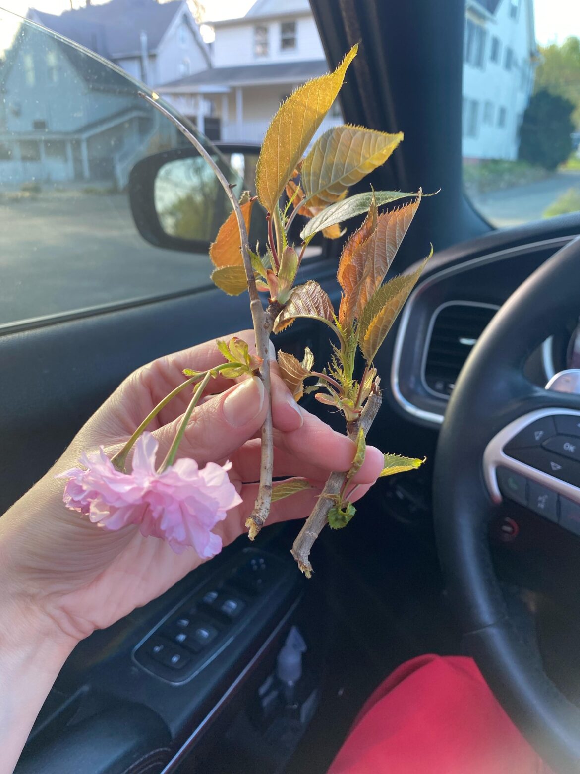 Cherry blossom propagation?