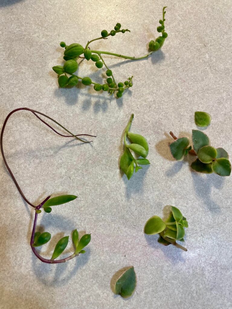 Home depot had string of everything prop drops today, but the plants had spider mites