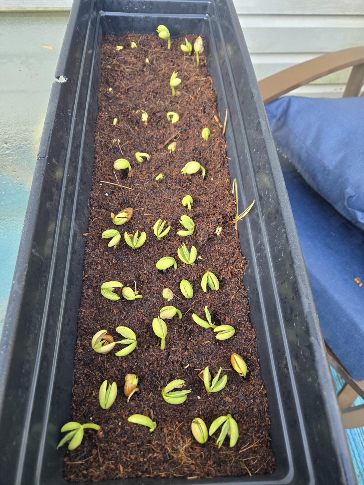 My Pinto Beans expirement going better than I hoped.