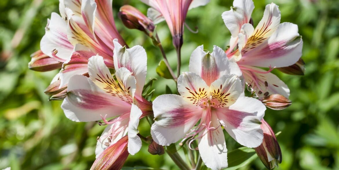 10 Elegant Plants For A Garden That Never Dates 10 Elegant Plants For A Garden That Never Dates