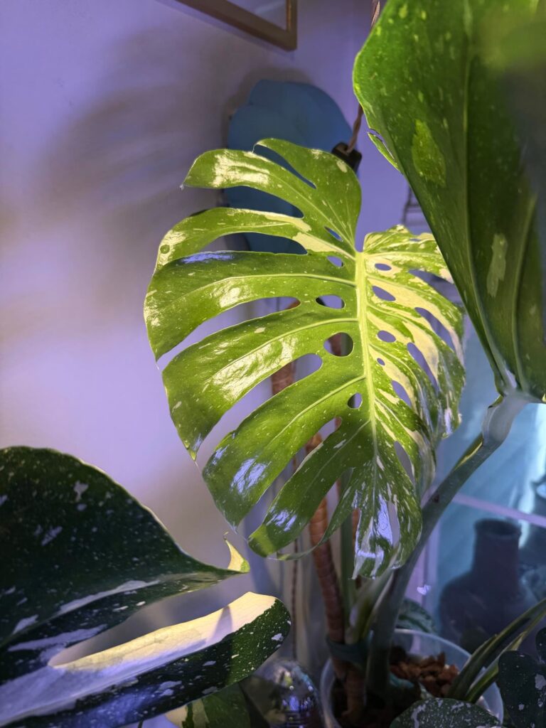 Newest🍃 Leaf