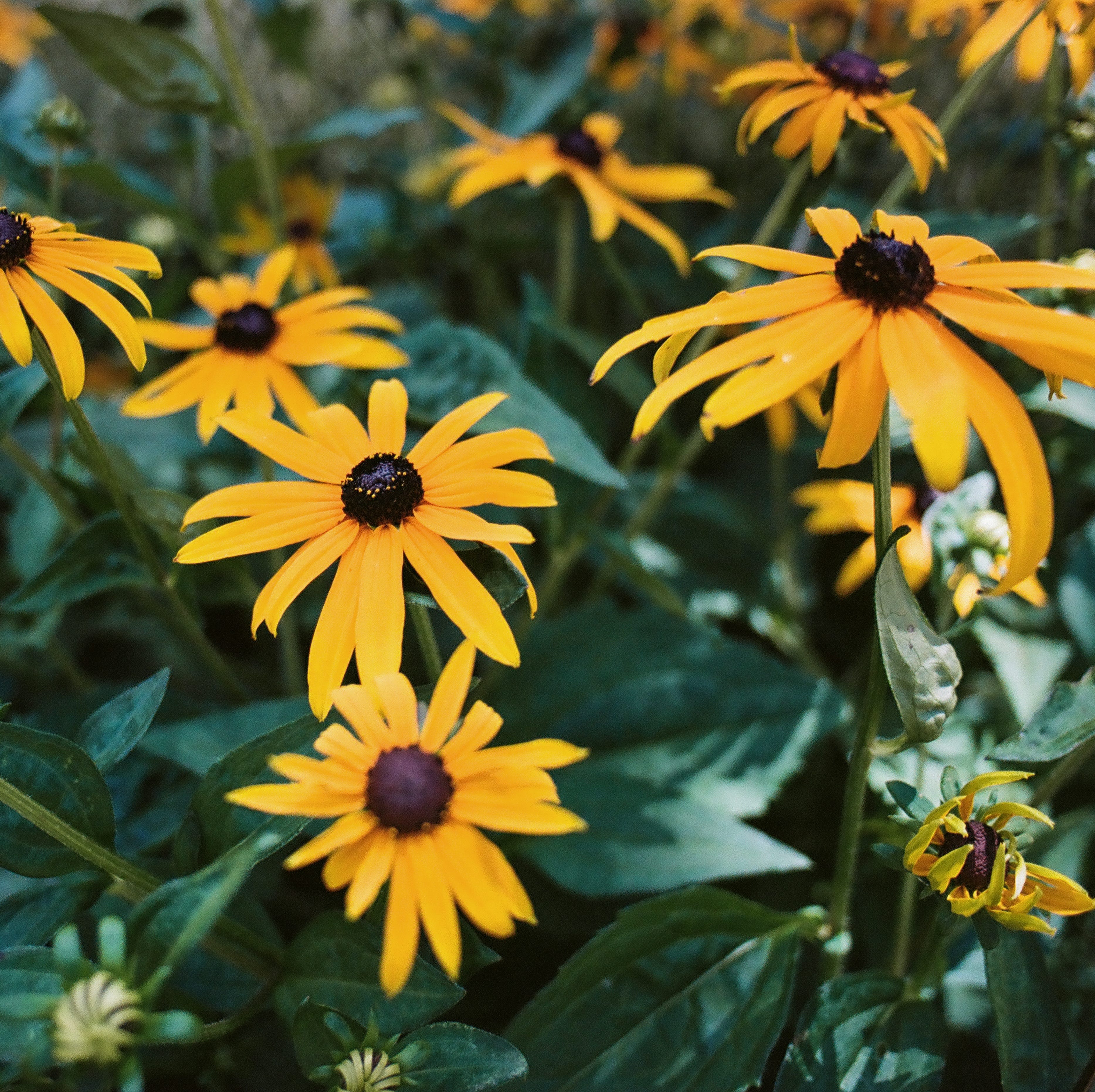 black eyed susans in bloom