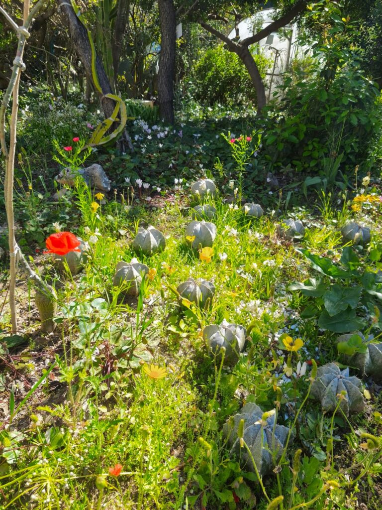 Best home garden i have ever seen