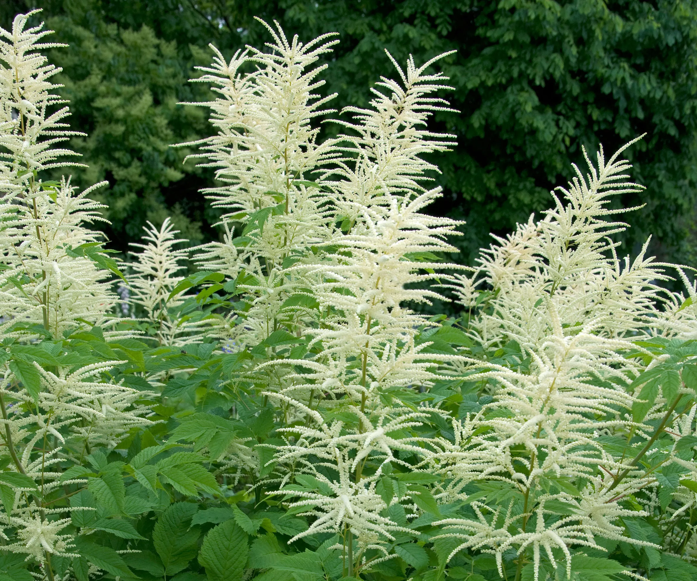 Goats Beard (Aruncus dioicus) flowering plant.