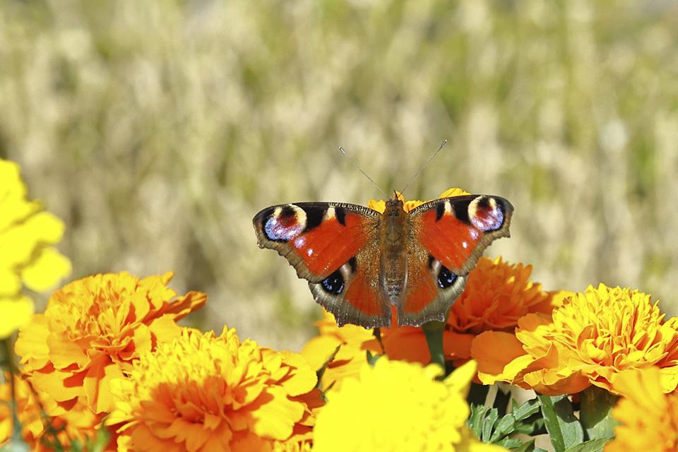 if you plant only one annual marigold Peacock butterfly (Aglais io), on marigold marigold (Tagetes erecta), close-up, Wilnsdorf, North Rhine-Westphalia, Germany