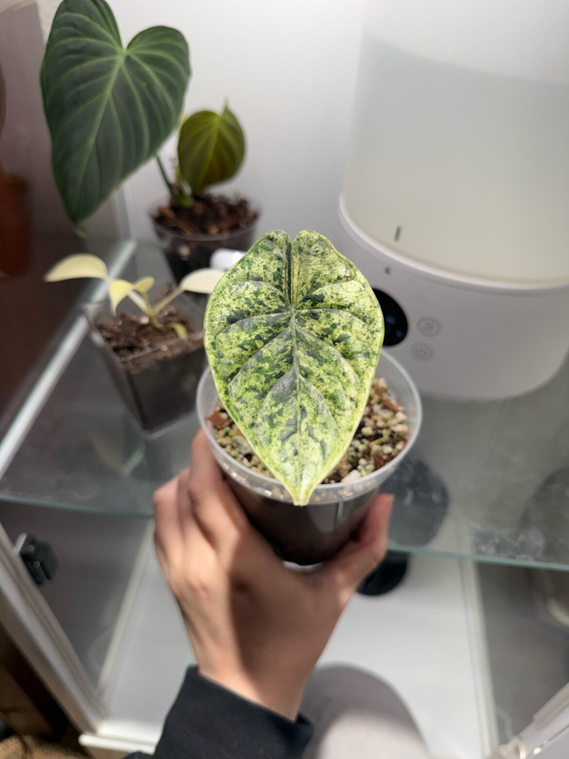 My new mint baby