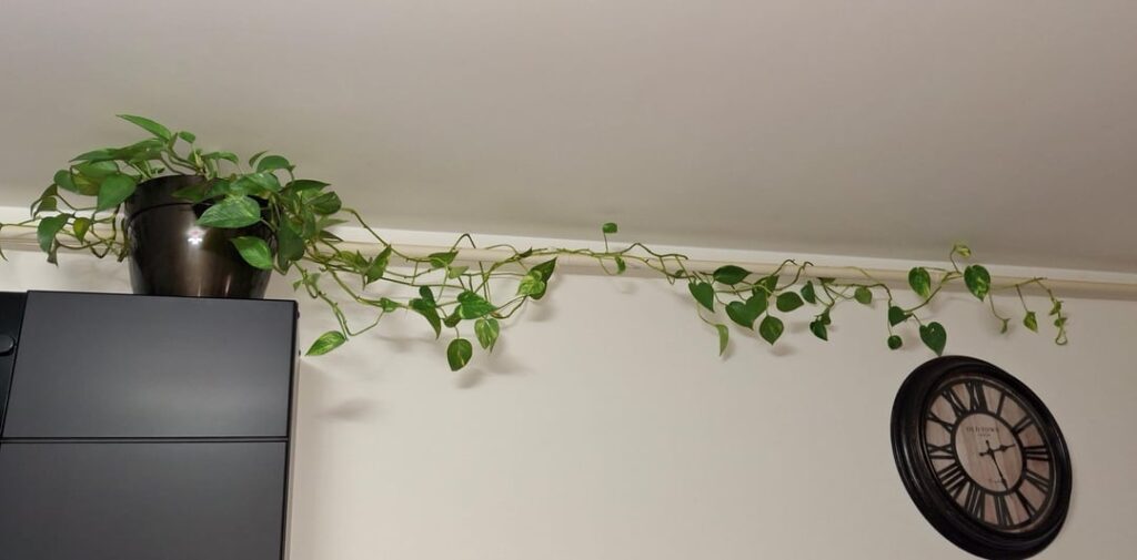 What is wrong with my plant? Constantly losing leaves / discolored What is wrong with my plant? Constantly losing leaves / discolored