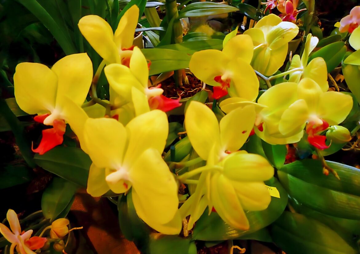 ORQUÍDEA MARIPOSA(Phalaenopsis)[OC]