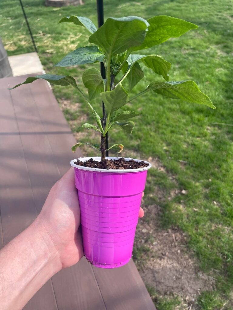 Started seeds too early?