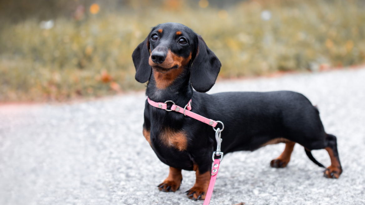 Helpful Dachshund Takes Garden Duty Very Seriously and It’s Too Cute Yahoo lifestyle home