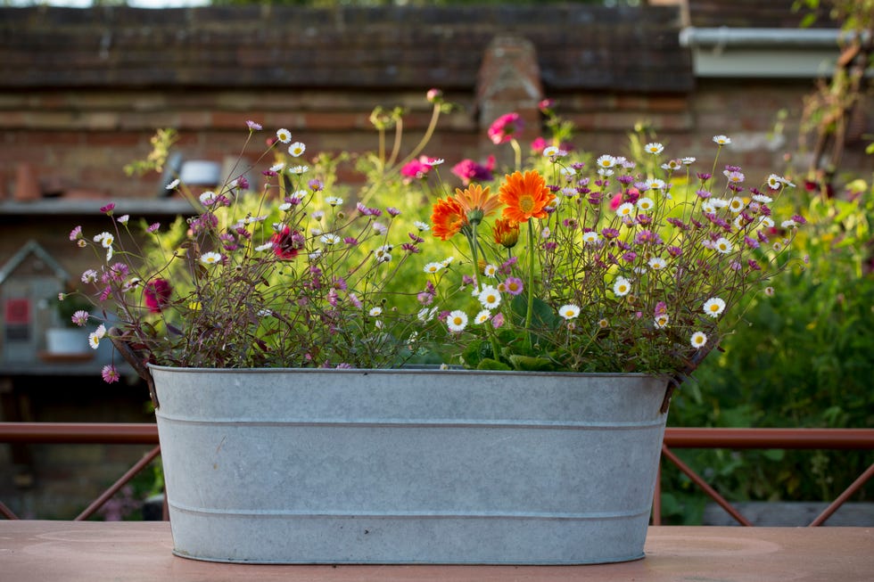Selection of wild flowers and daisies planted in oval zinc container. Selection of wild flowers and daisies planted in oval zinc container.