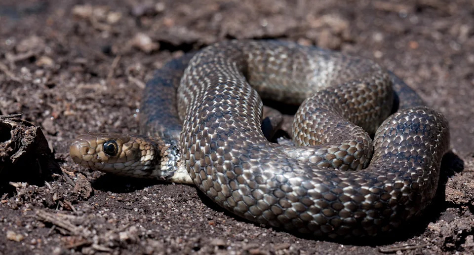 Eastern brown snakes.