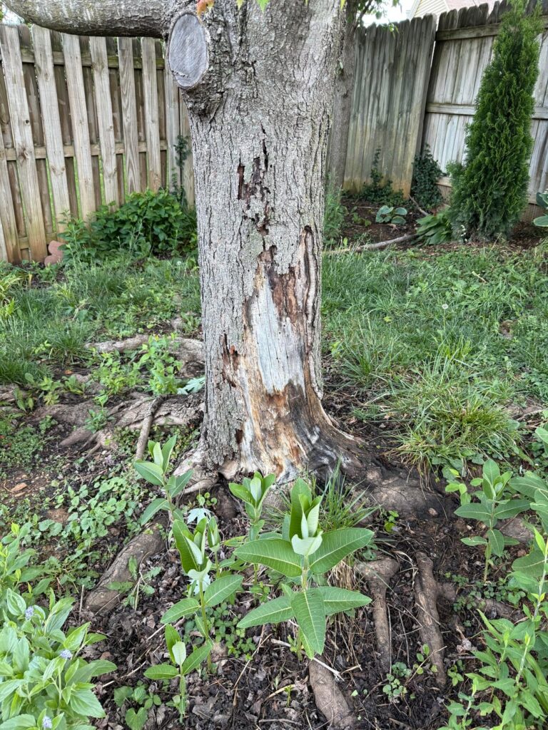 Sugar maple dead?