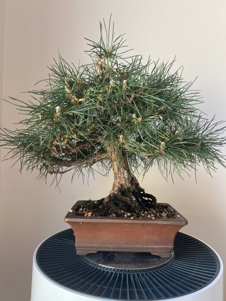 Could experts help me estimate the age and market value of this black Pine?