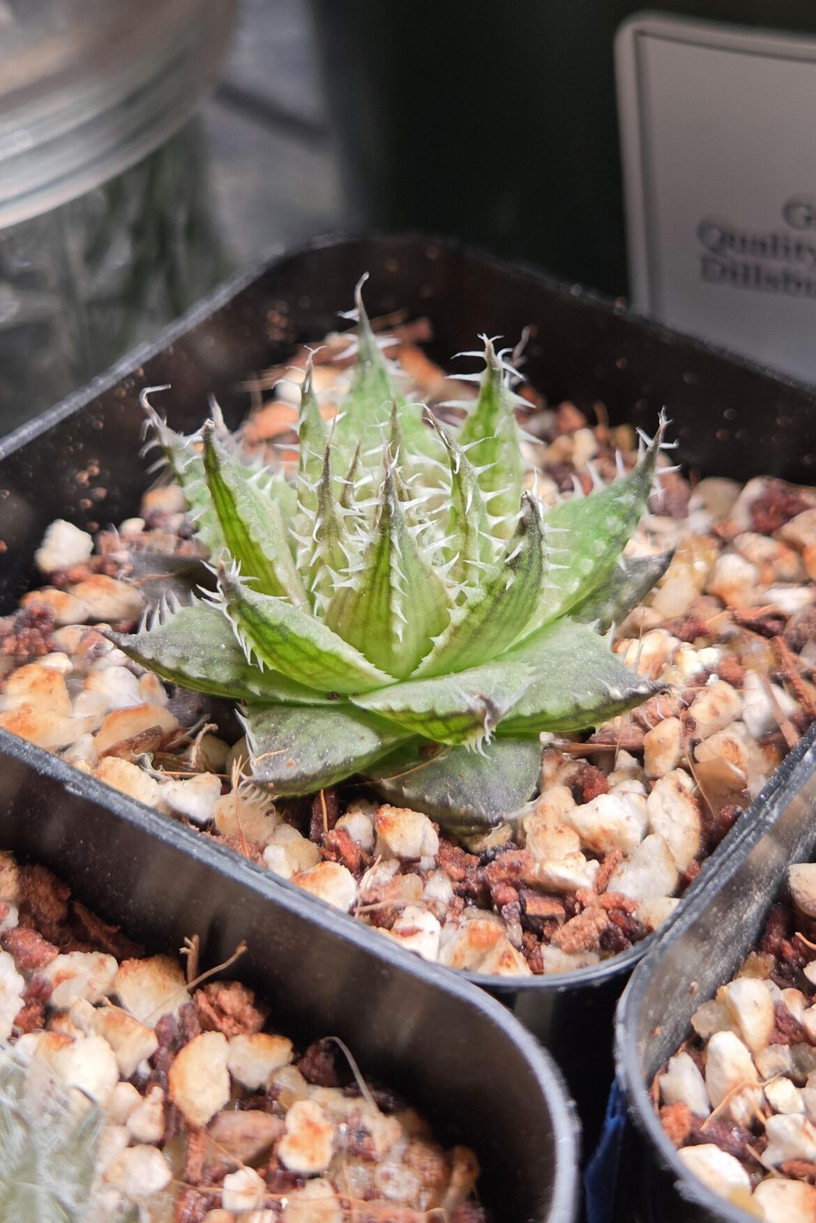 Haworthia arachnoidea var nigricans seedling