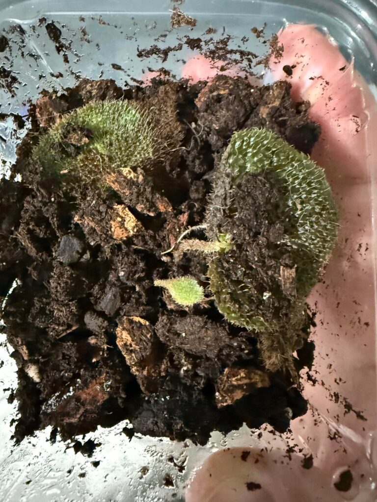 Begonia propagation help