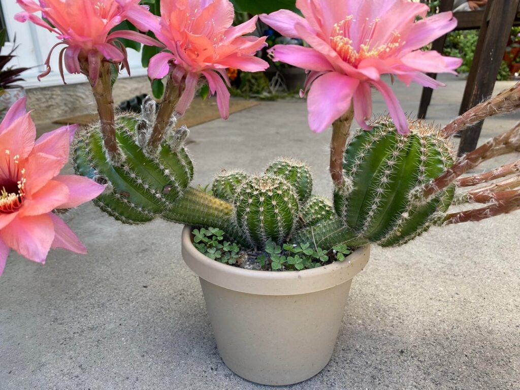Echinopsis ‘Ishtar’ Finally got some blooms on this freak.